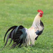 labo-nico-pourquoi-coq-chante